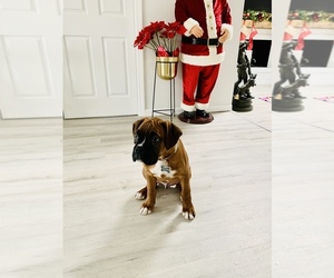 Boxer Puppy for sale in HICKSVILLE, NY, USA