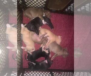 American Pit Bull Terrier Puppy for sale in LYNCHBURG, VA, USA