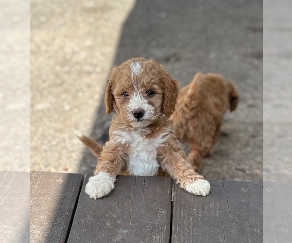 Medium Photo #9 Goldendoodle (Miniature) Puppy For Sale in SAINT MARYS, KS, USA