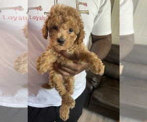 Poodle (Toy) Puppy for sale in PARK FOREST, IL, USA