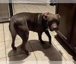 Small Staffordshire Bull Terrier