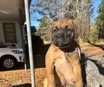 Puppy Phoenix Cane Corso