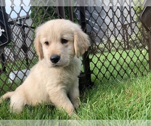 Golden Retriever Puppy for sale in NEW BALTIMORE, MI, USA