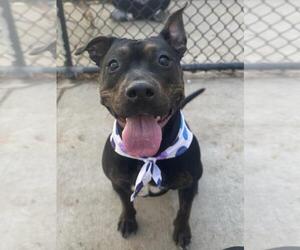 Mutt Dogs for adoption in Tulsa, OK, USA