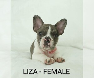 French Bulldog Puppy for sale in APOLLO, PA, USA