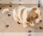 Puppy AKC little boy1 Basset Hound