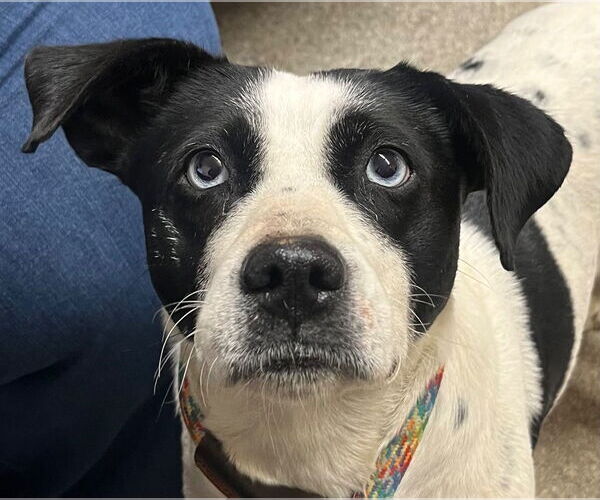 Medium Photo #1 Mutt Puppy For Sale in Tarboro, NC, USA