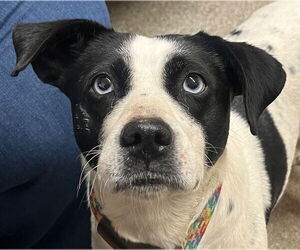 Mutt Dogs for adoption in Tarboro, NC, USA