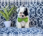 Small Photo #1 Maltipoo Puppy For Sale in LAKELAND, FL, USA