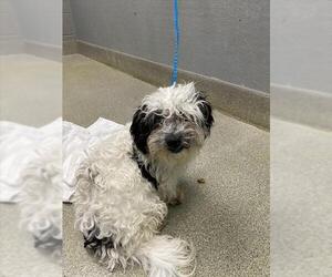 Maltese-Unknown Mix Dogs for adoption in Las Vegas, NV, USA