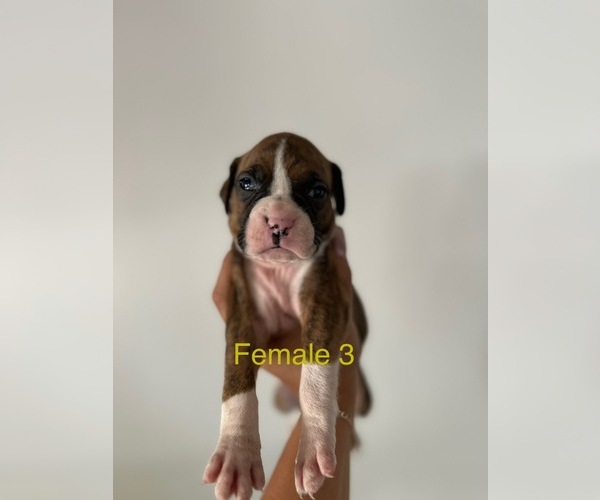 Medium Photo #5 Boxer Puppy For Sale in MORENO VALLEY, CA, USA