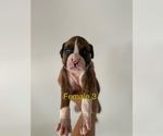 Small #4 Boxer