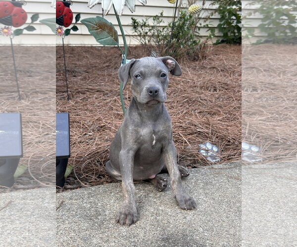 Medium Photo #1 American Staffordshire Terrier-Weimaraner Mix Puppy For Sale in Ball Ground, GA, USA