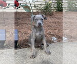 Small American Staffordshire Terrier-Weimaraner Mix