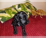 Small Photo #6 Goldendoodle (Miniature) Puppy For Sale in SUNNYVALE, CA, USA