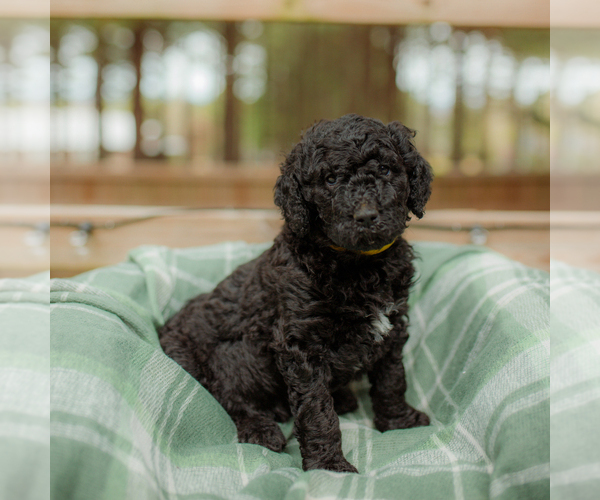 Medium Photo #20 Goldendoodle Puppy For Sale in GREENBRIER, AR, USA