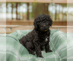 Small Photo #20 Goldendoodle Puppy For Sale in GREENBRIER, AR, USA