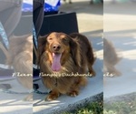 Small Photo #1 Dachshund Puppy For Sale in CUTLER BAY, FL, USA