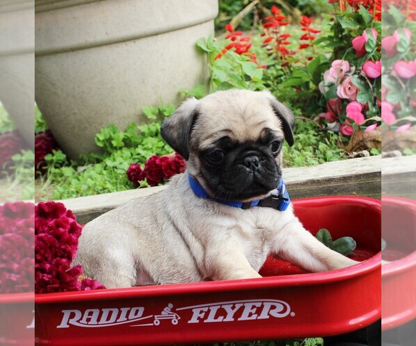 Medium Photo #2 Pug Puppy For Sale in CHARLOTT HALL, MD, USA