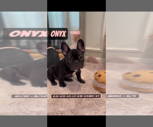 Medium Photo #1 French Bulldog Puppy For Sale in MUNSTER, IN, USA