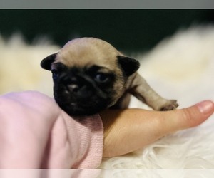 Pug Puppy for sale in MEBANE, NC, USA