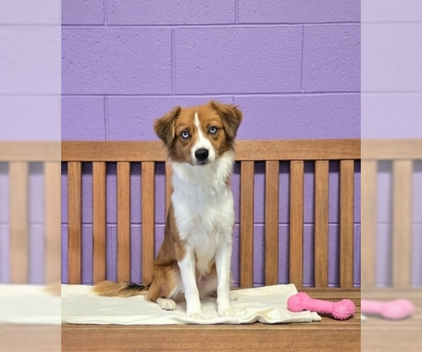 Medium Photo #2 Australian Shepherd-Unknown Mix Puppy For Sale in Genesee, WI, USA