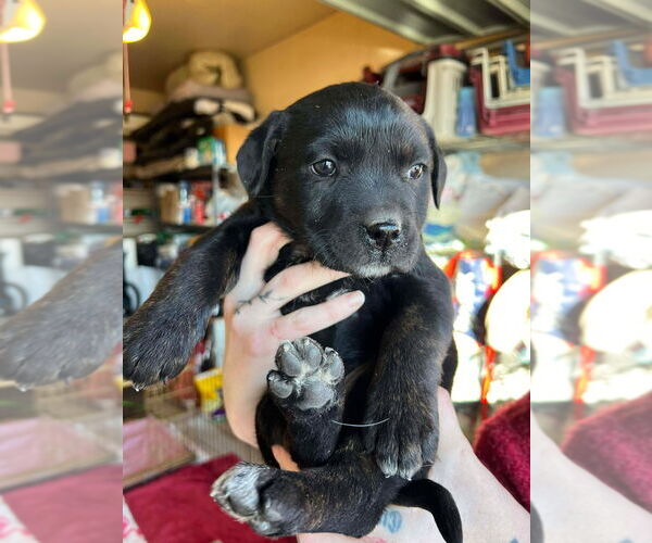 Medium Photo #2 Boxer-Unknown Mix Puppy For Sale in Salt Lake City, UT, USA