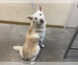 Siberian Husky-Unknown Mix Dogs for adoption in Texas City, TX, USA