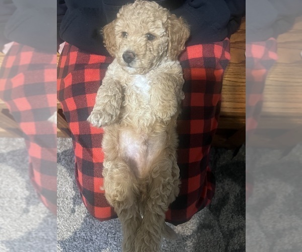 Medium Photo #8 Poodle (Toy) Puppy For Sale in SACHSE, TX, USA