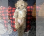 Small Photo #8 Poodle (Toy) Puppy For Sale in SACHSE, TX, USA