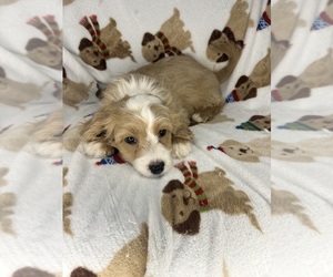 Cavachon Puppy for sale in RANDOLPH, MA, USA