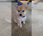 Small #1 Shiba Inu