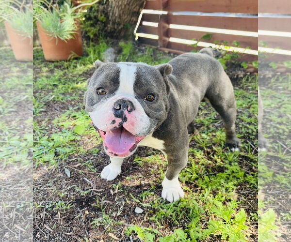 Medium Photo #3 Bulldog-Unknown Mix Puppy For Sale in Marina Del Rey, CA, USA