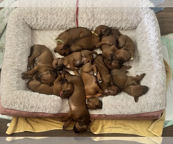 Medium Photo #22 Rhodesian Ridgeback Puppy For Sale in MADISON, GA, USA