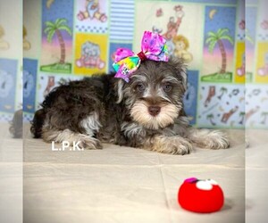 Schnauzer (Miniature) Puppy for sale in WINNSBORO, LA, USA