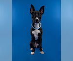 Small #10 American Pit Bull Terrier Mix