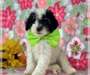 Poodle (Miniature) Puppy for sale in LANCASTER, PA, USA