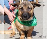 Small Photo #5 Basset Hound-Unknown Mix Puppy For Sale in Washington, DC, USA