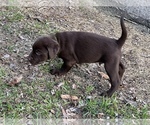 Small Photo #9 Labrador Retriever Puppy For Sale in VINEMONT, AL, USA