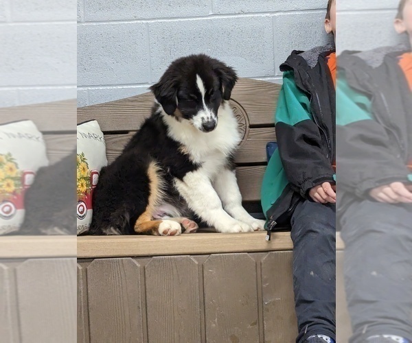 Medium Photo #7 Australian Shepherd Puppy For Sale in ELKTON, KY, USA