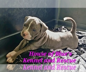 American Pit Bull Terrier Puppy for sale in DELAWARE, OH, USA