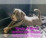 Small American Pit Bull Terrier