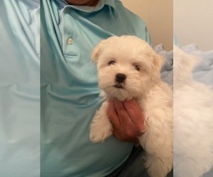 Maltese Puppy for sale in CANTON, GA, USA