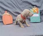 Small Photo #35 Weimaraner Puppy For Sale in NEWCASTLE, OK, USA