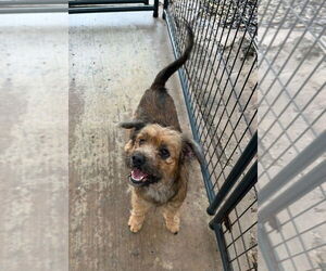 Mutt Dogs for adoption in Oak Bluffs, MA, USA