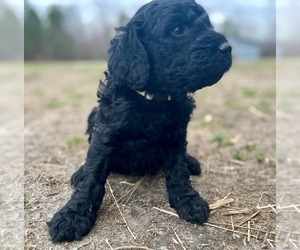 Goldendoodle Puppy for sale in WHITAKERS, NC, USA