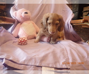 Dachshund Puppy for Sale in HERMISTON, Oregon USA