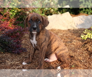 Boxer-Cavalier King Charles Spaniel Mix Puppy for sale in SHILOH, OH, USA