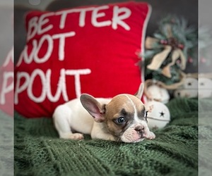 French Bulldog Puppy for sale in COLORADO SPRINGS, CO, USA