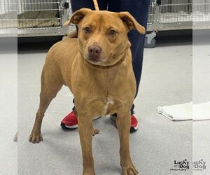 Labrador Retriever-Retriever  Mix Dogs for adoption in Washington, DC, USA